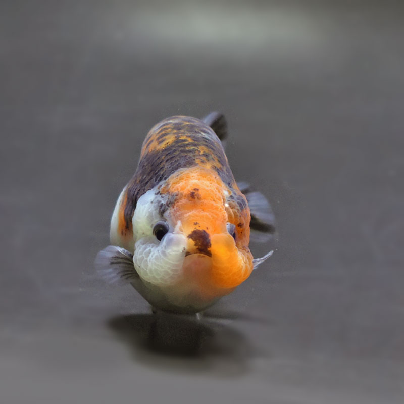 金魚王子】キリンらんちゅう 8±1cm前後 (個体番号：cde947) 金魚
