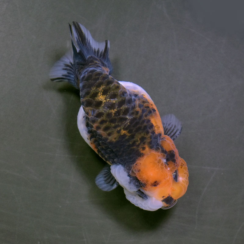 金魚-ランチュウ-デカらん子 金魚王子】ベビーらんちゅう 6～7cm前後 (個体番号：xsw732) 金魚