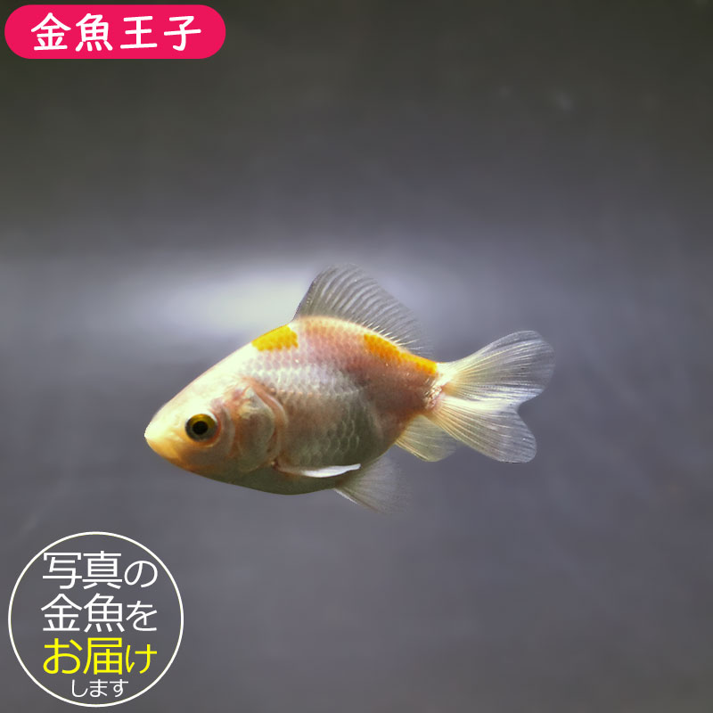 金魚王子】変わり柄琉金 6±1cm前後 (個体番号：xsw892) 金魚 きんぎょ