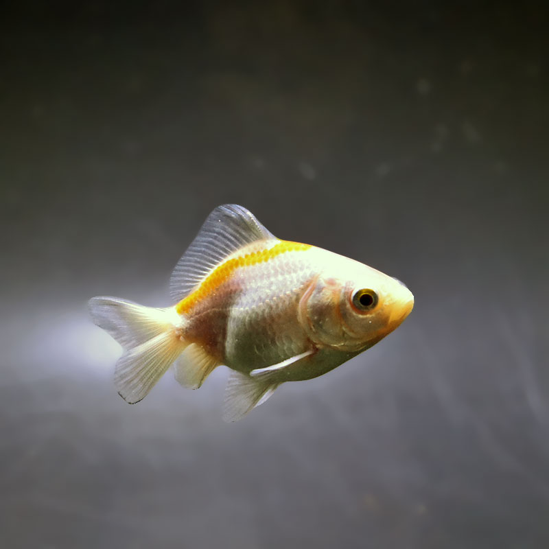 金魚王子】変わり柄琉金 6±1cm前後 (個体番号：xsw892) 金魚 きんぎょ
