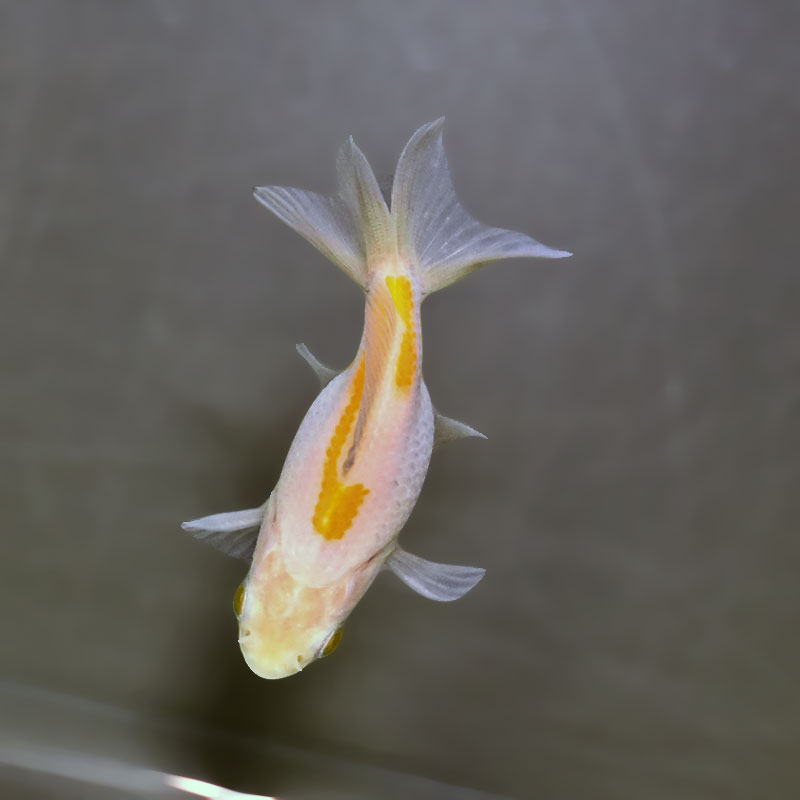 金魚王子】変わり柄琉金 6±1cm前後 (個体番号：xsw892) 金魚 きんぎょ