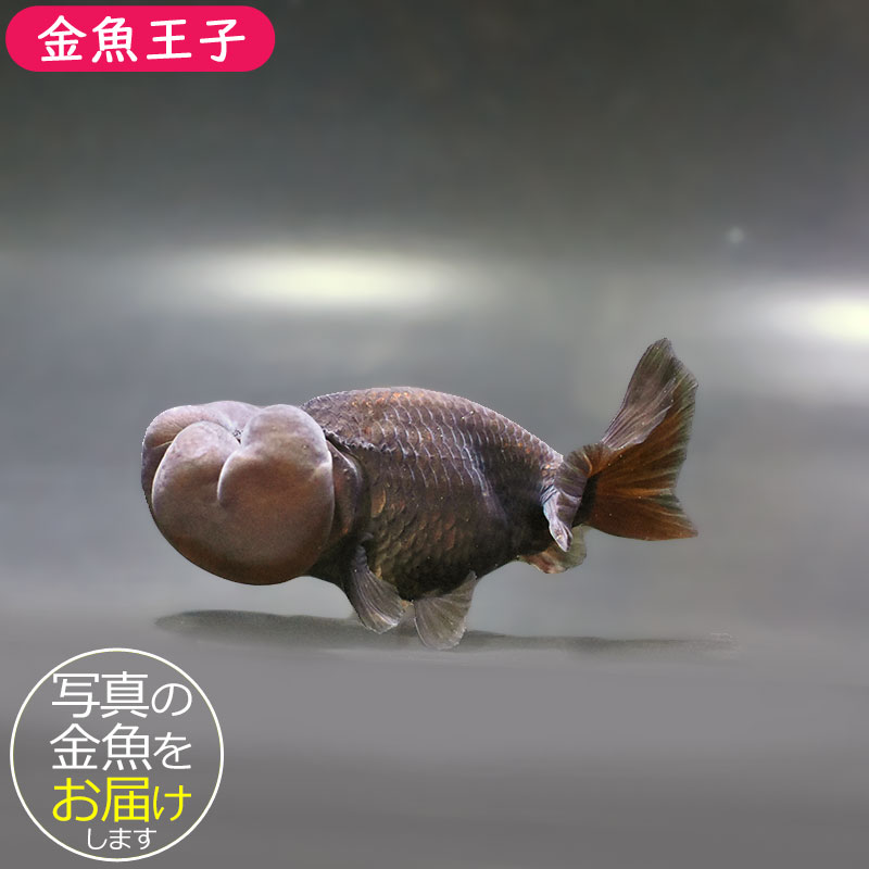 金魚王子】黒水泡眼 10cm前後 (個体番号：zaq162) 金魚 きんぎょ 生体