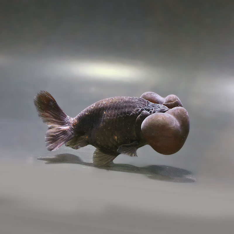 金魚王子】黒水泡眼 10cm前後 (個体番号：zaq162) 金魚 きんぎょ 生体
