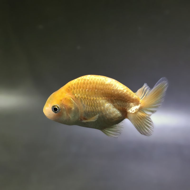金魚王子】更紗らんちゅう 8±1cm前後 (個体番号：zaq339) 金魚