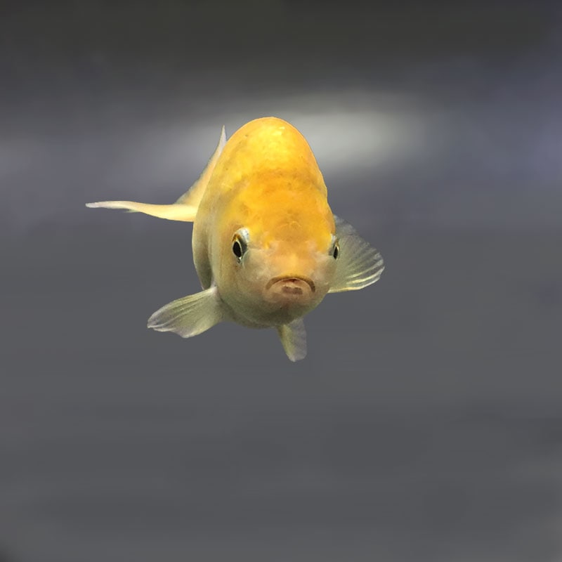 金魚王子】更紗らんちゅう 8±1cm前後 (個体番号：zaq339) 金魚