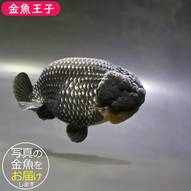 金魚王子】メタリック黒らんちゅう 9.5cm前後 (個体番号：zaq881) 金魚