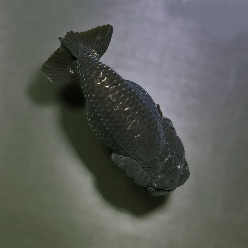 金魚王子】メタリック黒らんちゅう 9.5cm前後 (個体番号：zaq881) 金魚