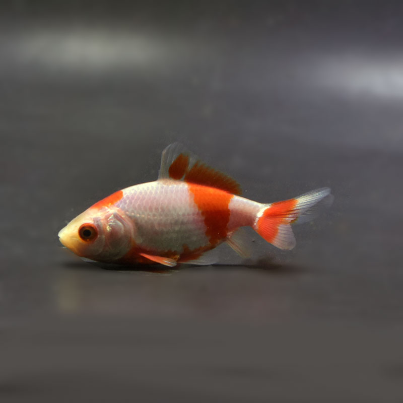Htm様☆ご予約分☆ 金魚王子】更紗三ツ尾和金 7～7.5cm前後 (個体番号：vfr926