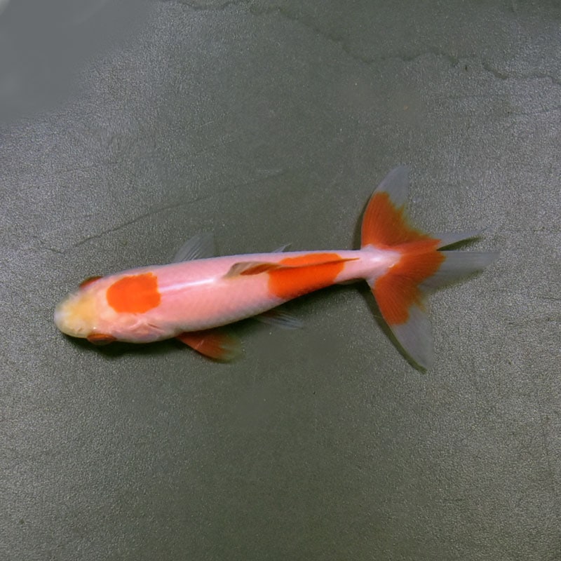 金魚王子】更紗三ツ尾和金 7～7.5cm前後 (個体番号：vfr926