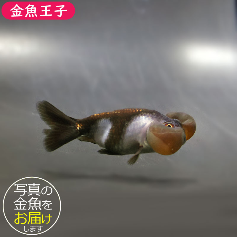 金魚 金魚王子】メノウ水泡眼 8±1cm前後 (個体番号：cde632) 金魚