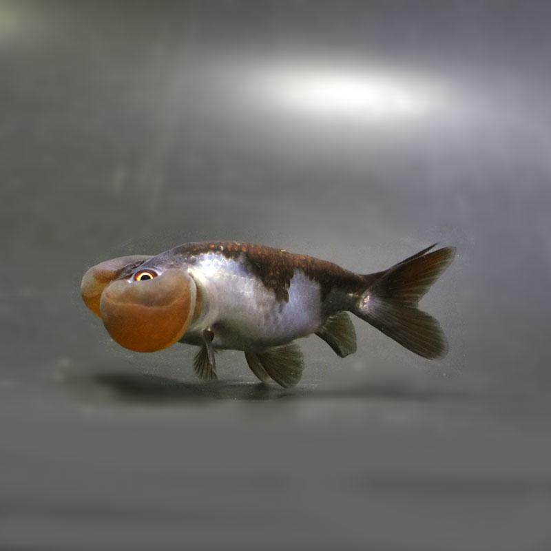 【金魚王子】メノウ水泡眼 8±1cm前後 (個体番号:cde632) 金魚 きんぎょ 生体 琉金 厳選個体