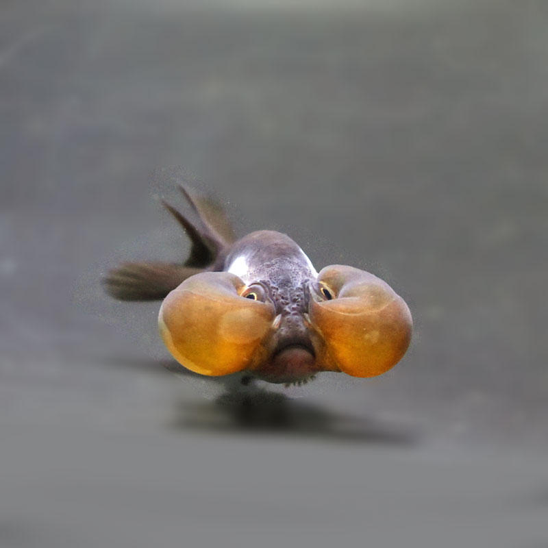 【金魚王子】メノウ水泡眼 8±1cm前後 (個体番号:cde632) 金魚 きんぎょ 生体 琉金 厳選個体