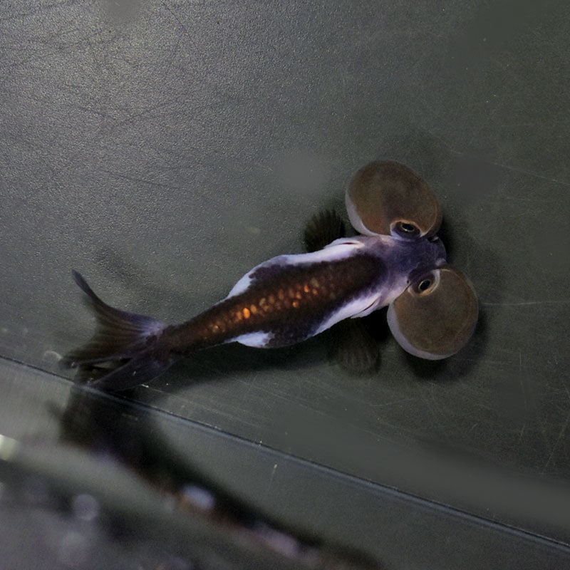 金魚 金魚王子】メノウ水泡眼 8±1cm前後 (個体番号：cde632) 金魚