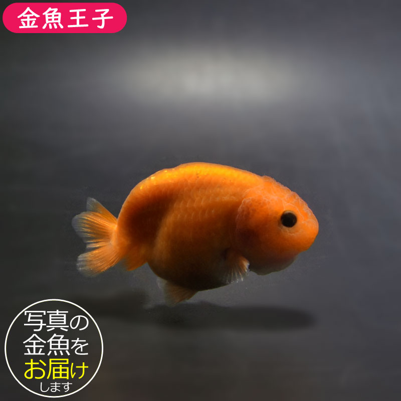 らんちゅう他 楽天市場】【金魚王子】変わり柄らんちゅう 6.5±1cm前後 (個体番号