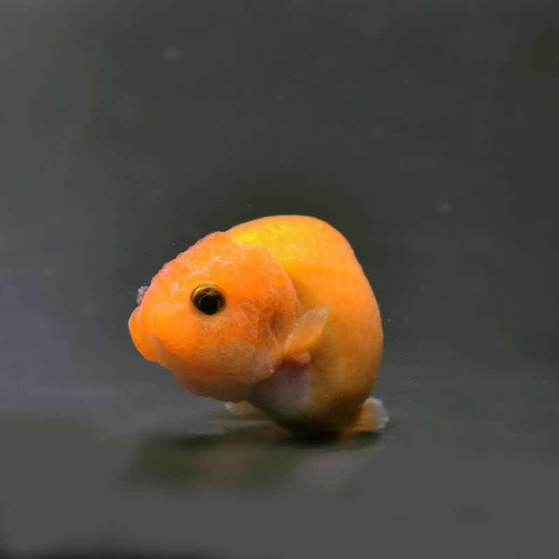 らんちゅう他 楽天市場】【金魚王子】変わり柄らんちゅう 6.5±1cm前後 (個体番号