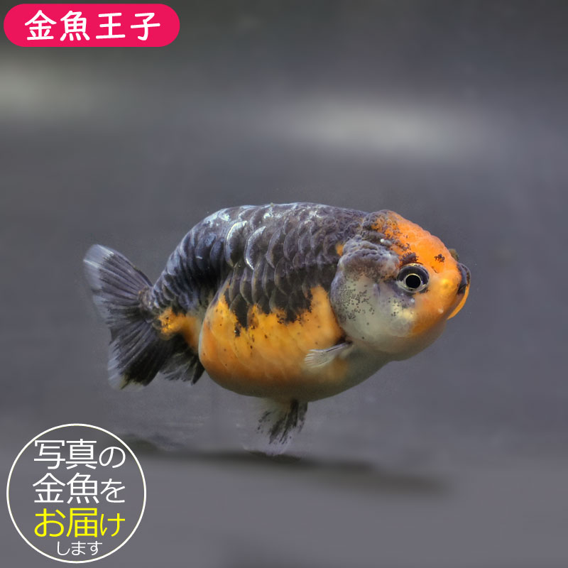 金魚王子】キリンらんちゅう 8±1cm前後 (個体番号：cde948) 金魚 きんぎょ 生体 らんちゅう 厳選個体 | 金魚,らんちゅう系,らんちゅう  | 金魚の通販は「金魚王子 オンラインストア」金魚専門店 販売 [厳選個体] 更紗らんちゅう 良物 ９ｃｍ 個体番号08318 金魚 らんちゅう 生体