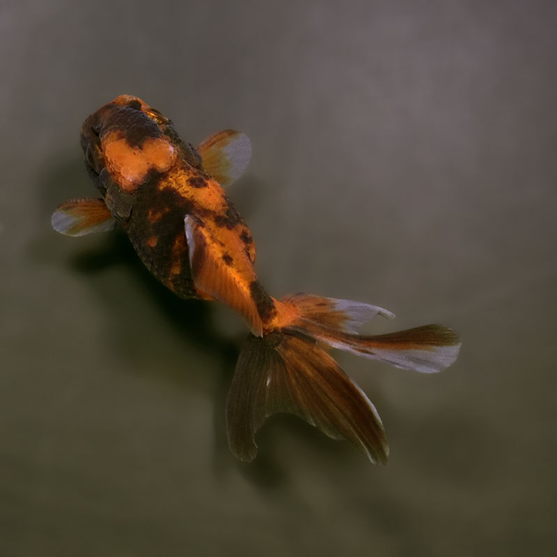 金魚　様 金魚王子】ハーフムーンオランダ 7～8cm前後 (個体番号：xsw549) 金魚