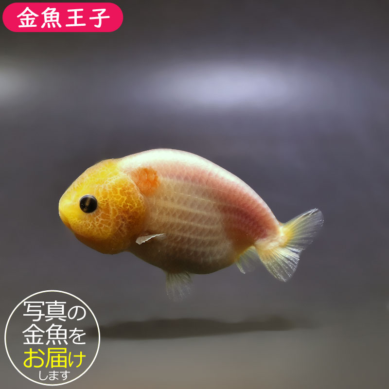 金魚王子】ベビーらんちゅう 8cm前後 (個体番号：xsw740) 金魚