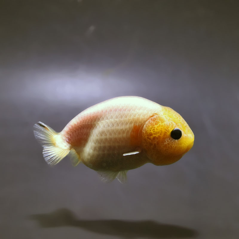 金魚王子】ベビーらんちゅう 8cm前後 (個体番号：xsw740) 金魚