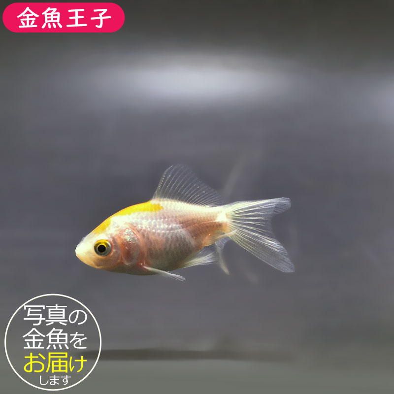 金魚王子】変わり柄琉金 6±1cm前後 (個体番号：xsw893) 金魚 きんぎょ