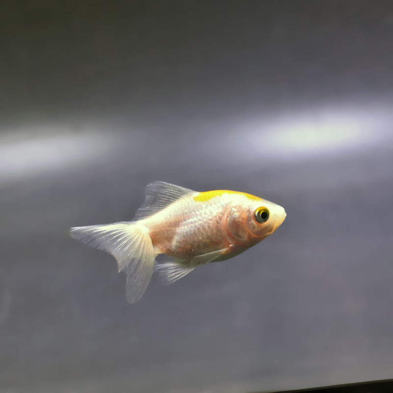 金魚王子】変わり柄琉金 6±1cm前後 (個体番号：xsw893) 金魚 きんぎょ