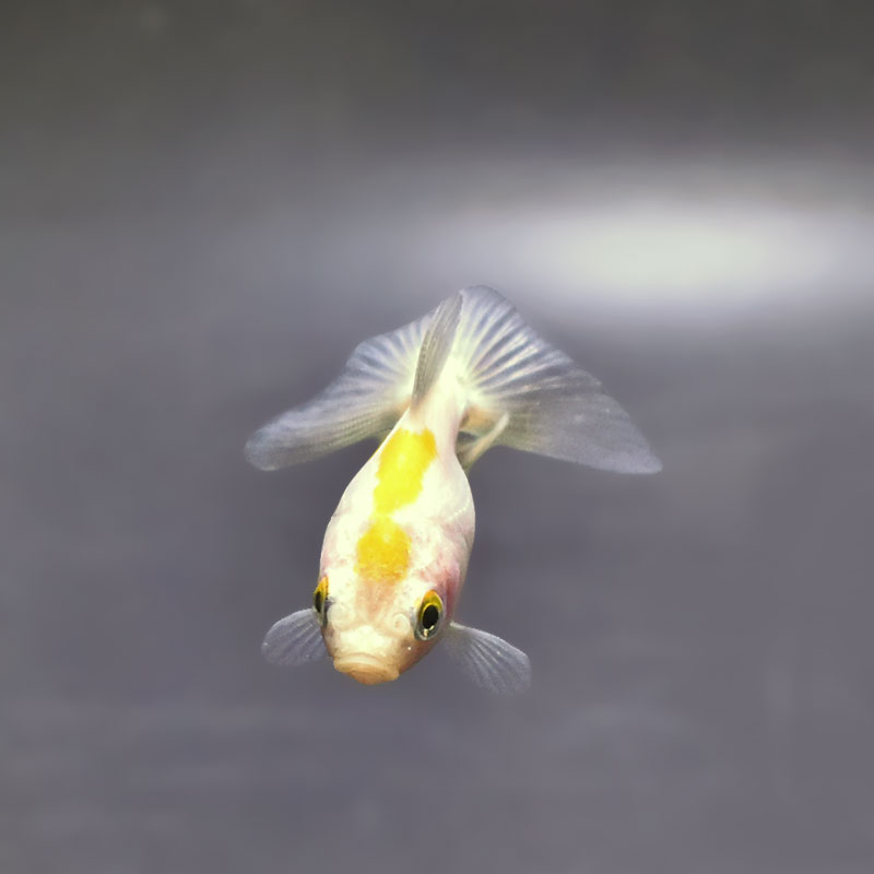 金魚王子】変わり柄琉金 6±1cm前後 (個体番号：xsw893) 金魚 きんぎょ