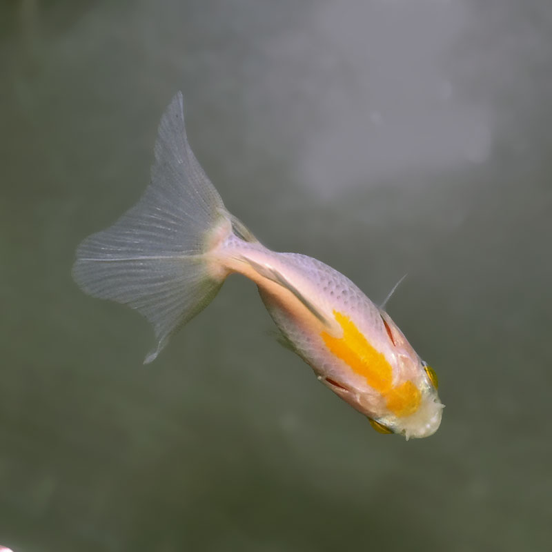 金魚王子】変わり柄琉金 6±1cm前後 (個体番号：xsw893) 金魚 きんぎょ