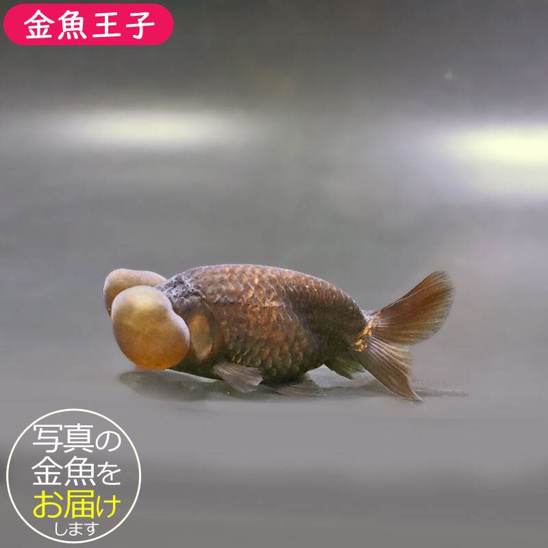 金魚王子】黒水泡眼 9cm前後 (個体番号：zaq163) 金魚 きんぎょ 生体