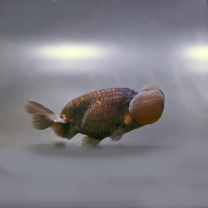 金魚王子】黒水泡眼 9cm前後 (個体番号：zaq163) 金魚 きんぎょ 生体