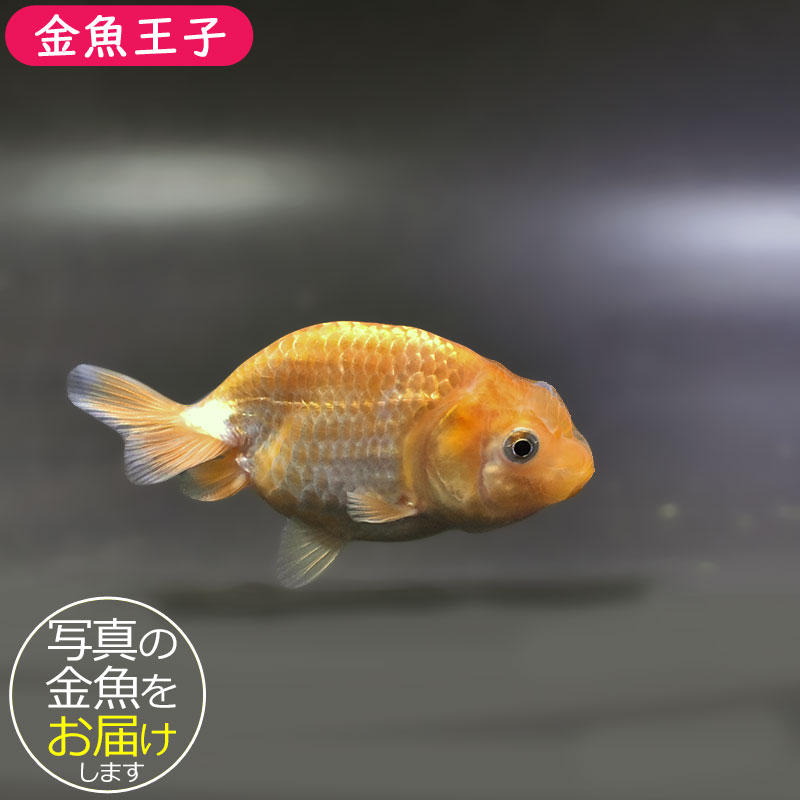 金魚王子】更紗らんちゅう 8±1cm前後 (個体番号：zaq340) 金魚