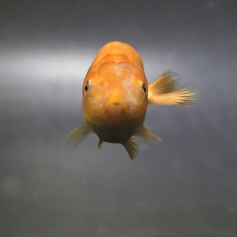 金魚王子】更紗らんちゅう 8±1cm前後 (個体番号：zaq340) 金魚