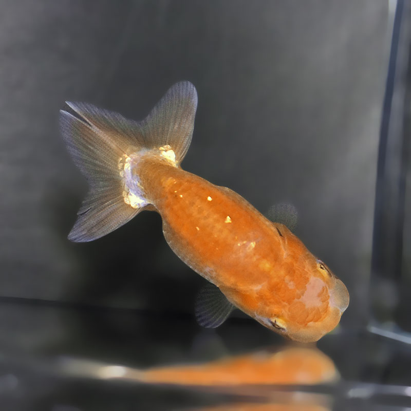 金魚王子】更紗らんちゅう 8±1cm前後 (個体番号：zaq340) 金魚