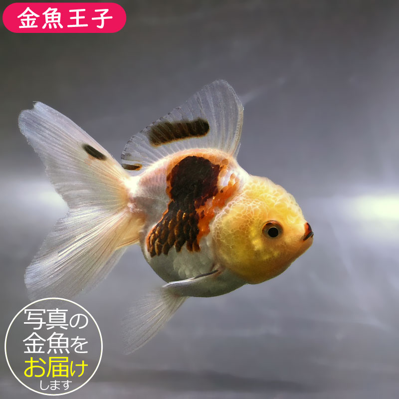 金魚一位　 金魚王子】トリカラーオランダ 10±1cm前後 (個体番号：zaq701) 金魚