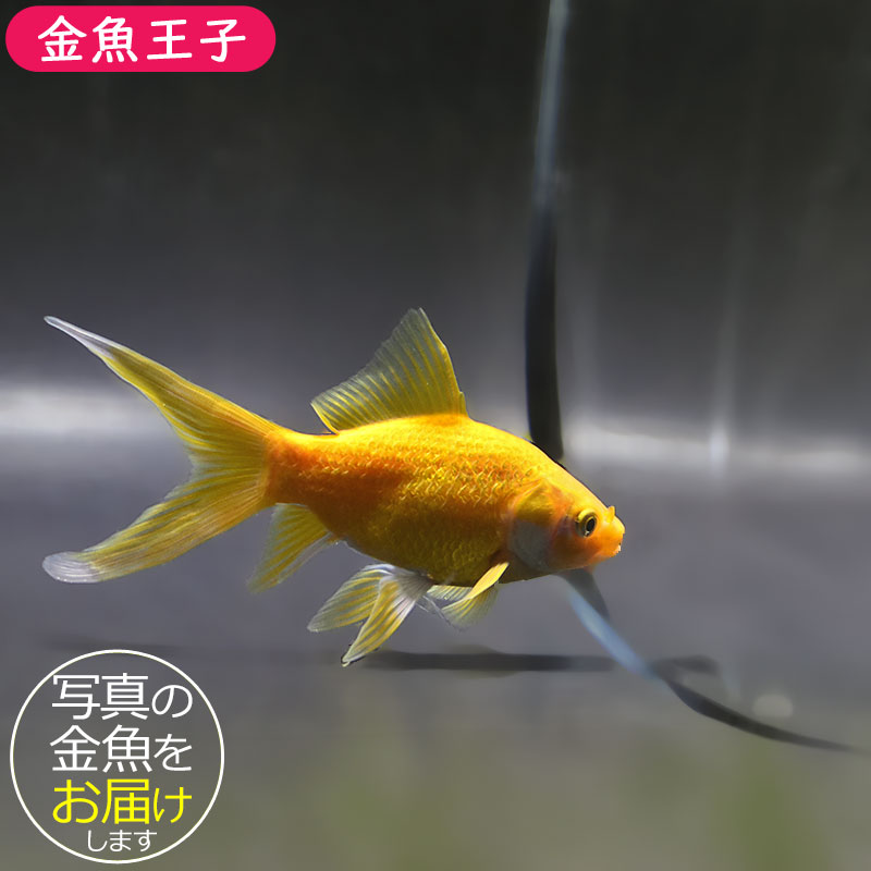 平成の金魚玉　大きいサイズ　最終価格 金魚王子】キラキラ 13cm前後 (個体番号：zaq891) 金魚 きんぎょ 生体