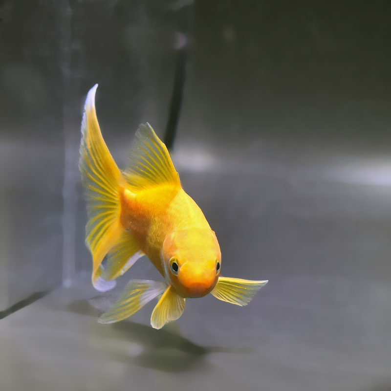 金魚王子】キラキラ 13cm前後 (個体番号：zaq891) 金魚 きんぎょ 生体