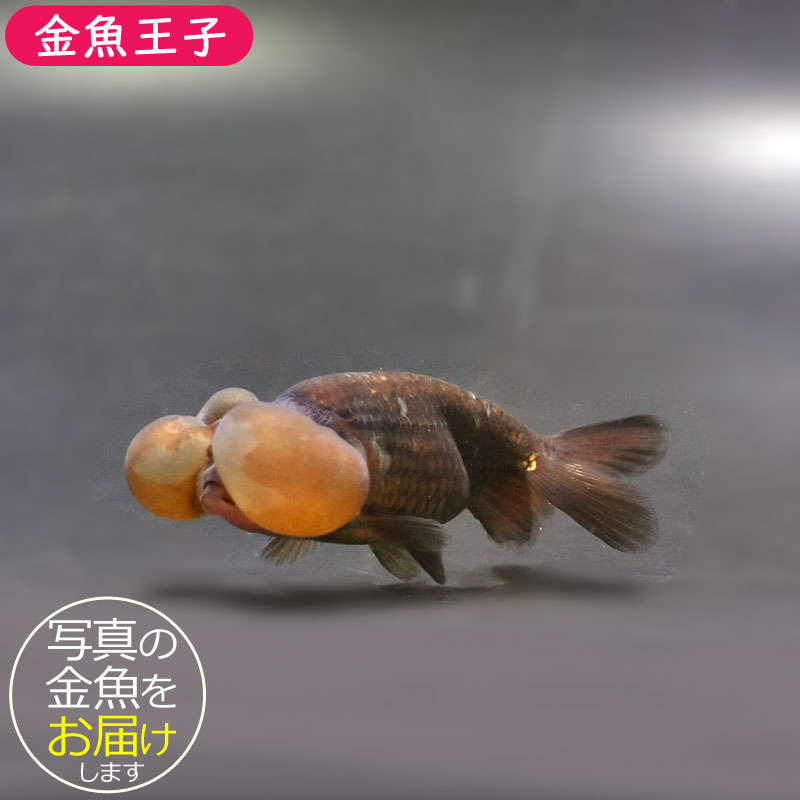 【金魚王子】メノウ水泡眼 8±1cm前後 (個体番号：cde633) 金魚 きんぎょ 生体 琉金 厳選個体