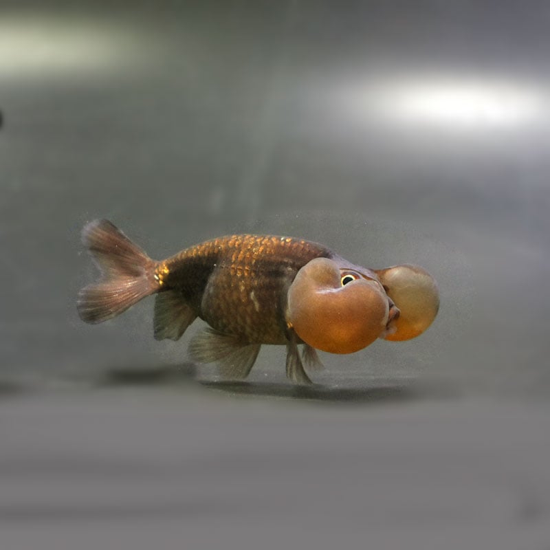 【金魚王子】メノウ水泡眼 8±1cm前後 (個体番号：cde633) 金魚 きんぎょ 生体 琉金 厳選個体