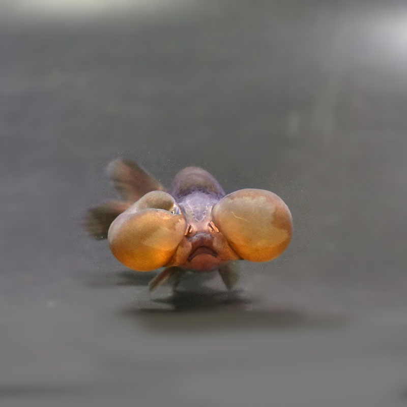 【金魚王子】メノウ水泡眼 8±1cm前後 (個体番号：cde633) 金魚 きんぎょ 生体 琉金 厳選個体