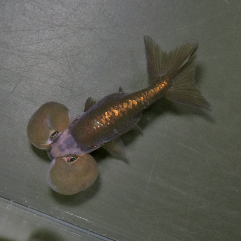 【金魚王子】メノウ水泡眼 8±1cm前後 (個体番号：cde633) 金魚 きんぎょ 生体 琉金 厳選個体