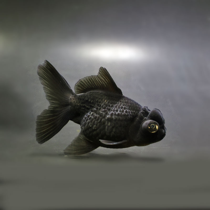 金魚王子】黒出目パール（黒竜） 9～9.5cm前後 (個体番号：cde781 