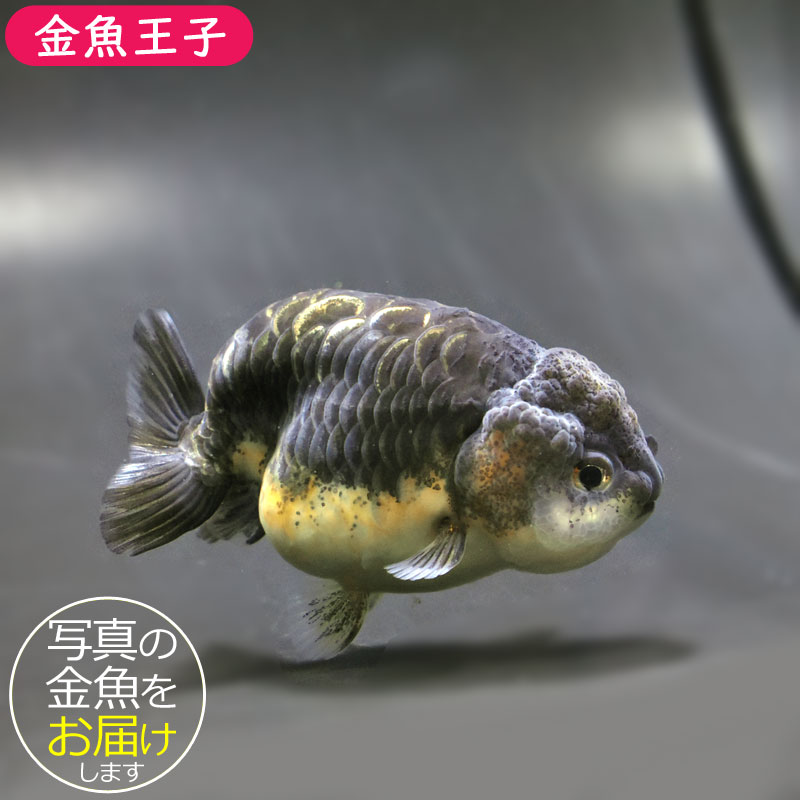 金魚王子】キリンらんちゅう 8±1cm前後 (個体番号：cde949) 金魚