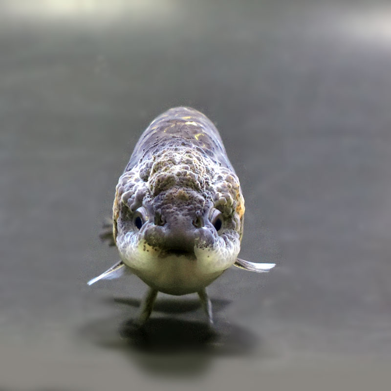 金魚王子】キリンらんちゅう 8±1cm前後 (個体番号：cde949) 金魚