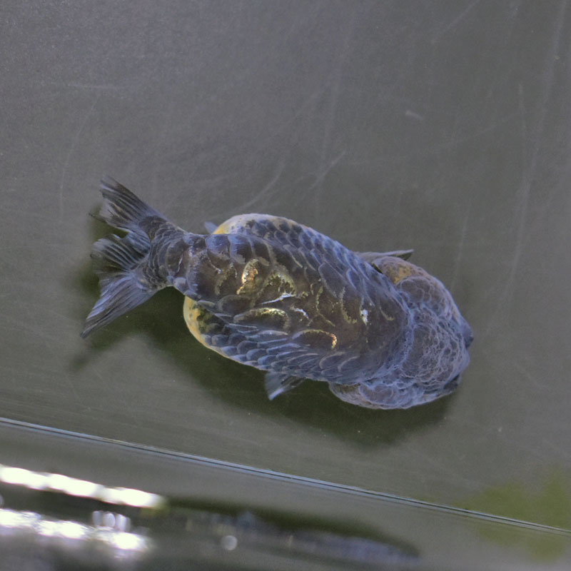 金魚王子】キリンらんちゅう 8±1cm前後 (個体番号：cde949) 金魚