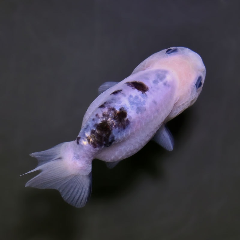 金魚王子】変わり柄らんちゅう 9cm前後 (個体番号：xsw215) 金魚
