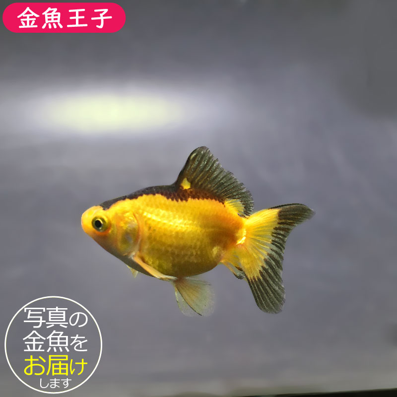 金魚王子】変わり柄琉金 6±1cm前後 (個体番号：xsw894) 金魚 きんぎょ