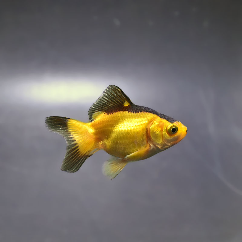 金魚王子】変わり柄琉金 6±1cm前後 (個体番号：xsw894) 金魚 きんぎょ