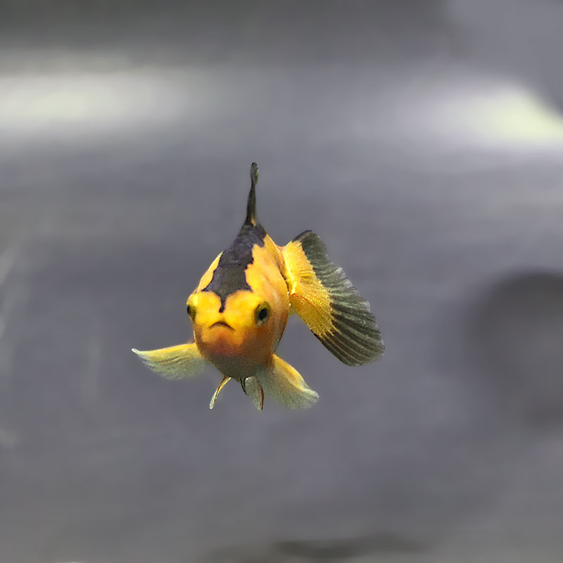 金魚王子】変わり柄琉金 6±1cm前後 (個体番号：xsw894) 金魚 きんぎょ
