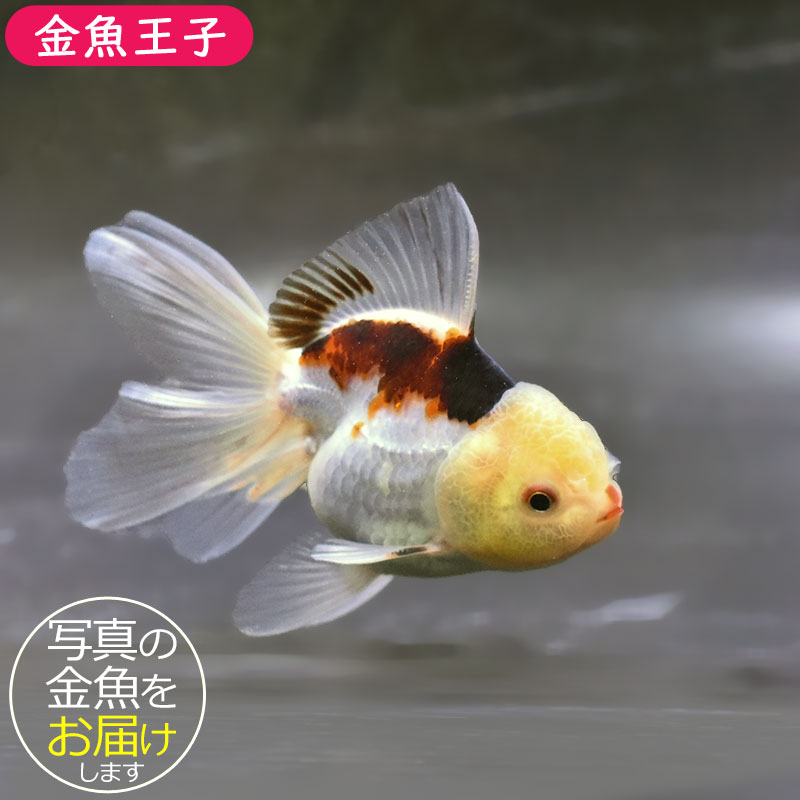 金魚王子】トリカラーオランダ 10±1cm前後 (個体番号：zaq702) 金魚