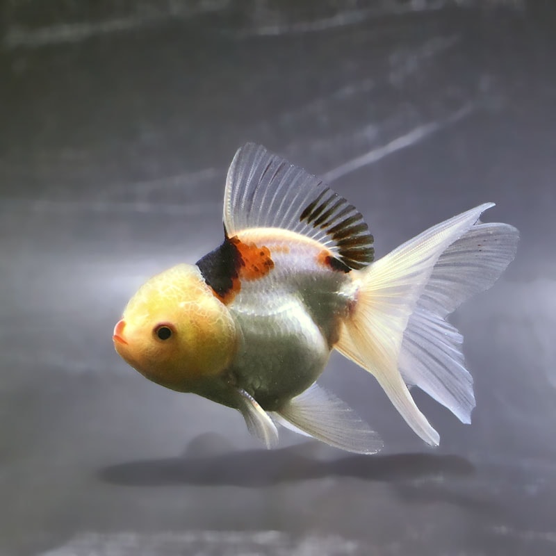 金魚王子】トリカラーオランダ 10±1cm前後 (個体番号：zaq702) 金魚