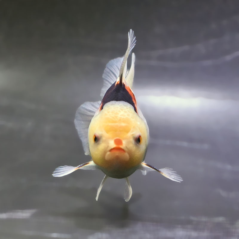 金魚王子】トリカラーオランダ 10±1cm前後 (個体番号：zaq702) 金魚